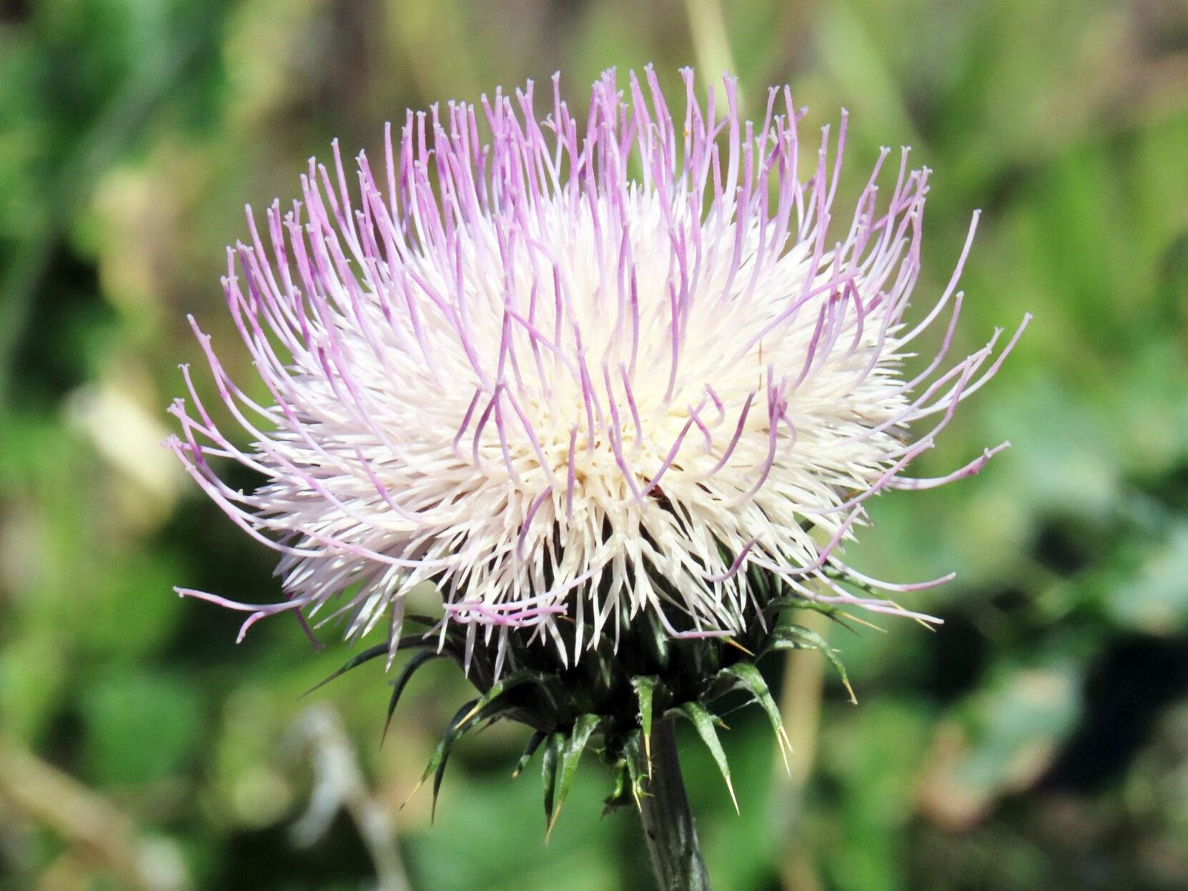 New Mexico thistle